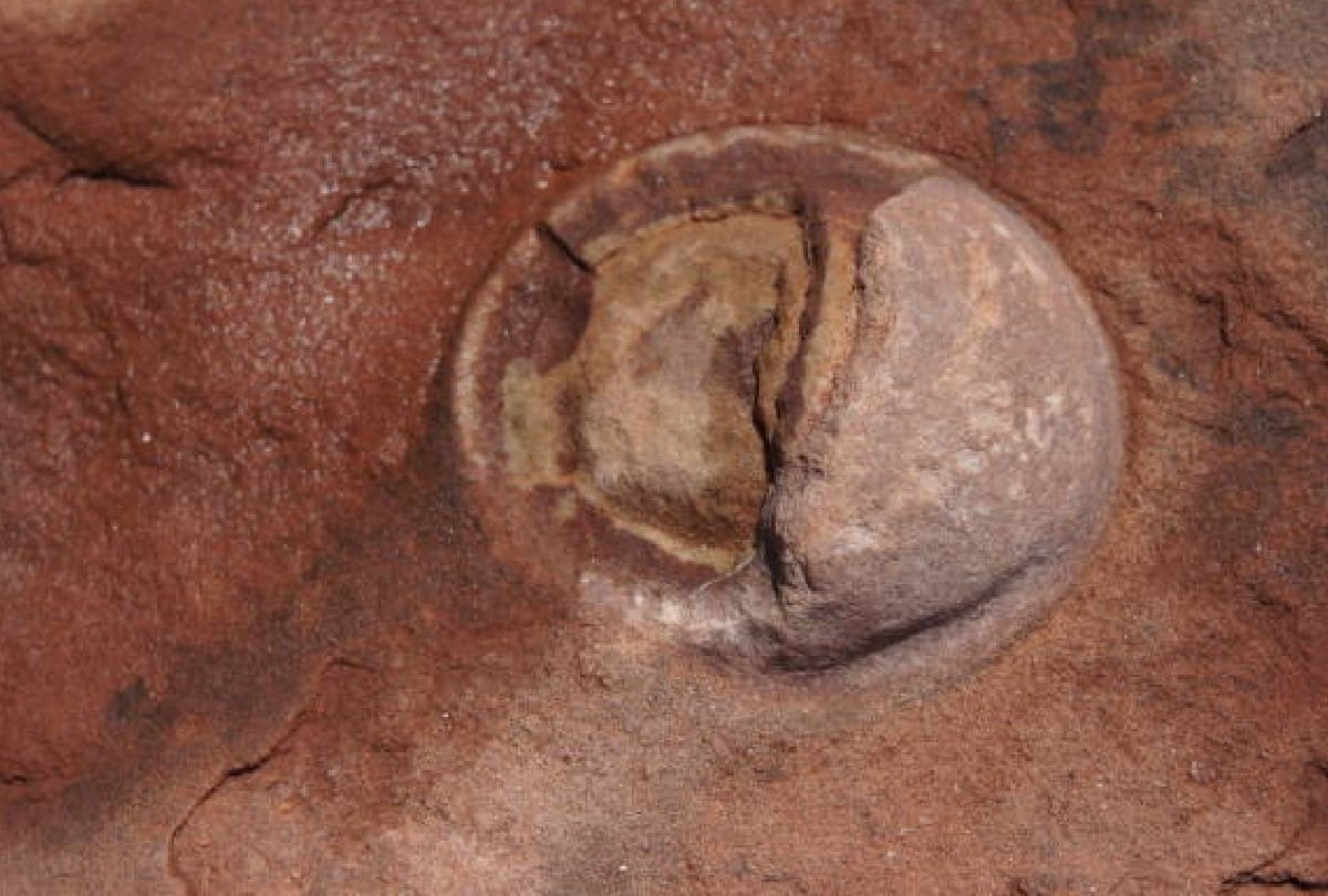 30 eggs of giant dinosaur titanosaur found in Spain fossilized nest