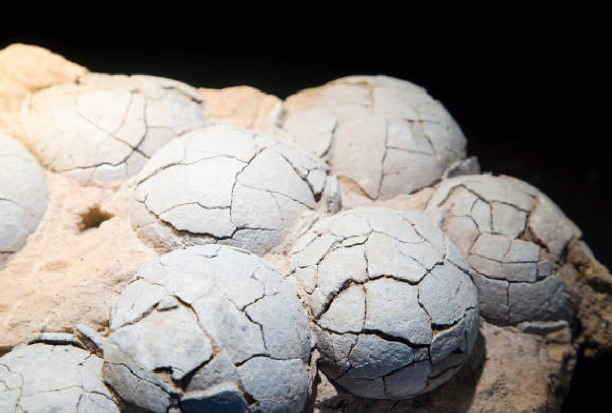 30 eggs of giant dinosaur titanosaur found in Spain fossilized nest