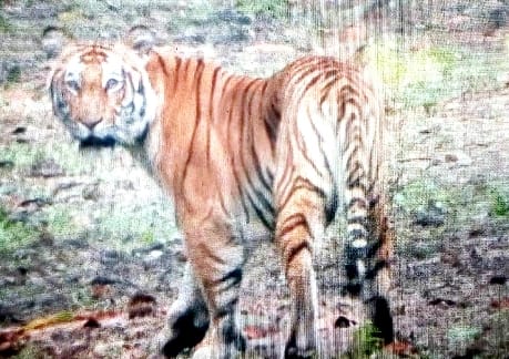 Inflow of tourists increased in Dudhwa, advance booking of five huts