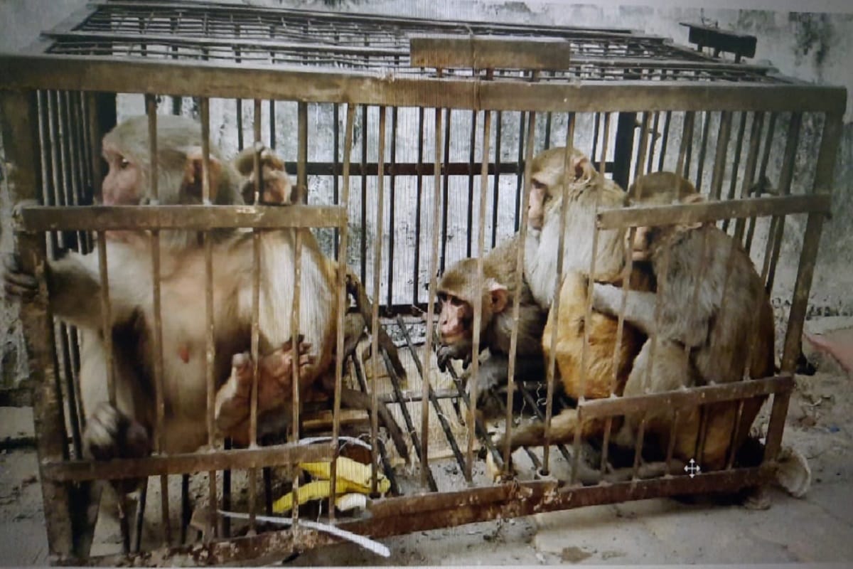 UP News: The campaign has started in Muzaffarnagar and the team has caught the monkeys