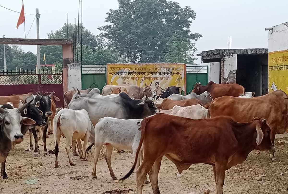 Farmers Protect Crops From Cattles In December Cold Night