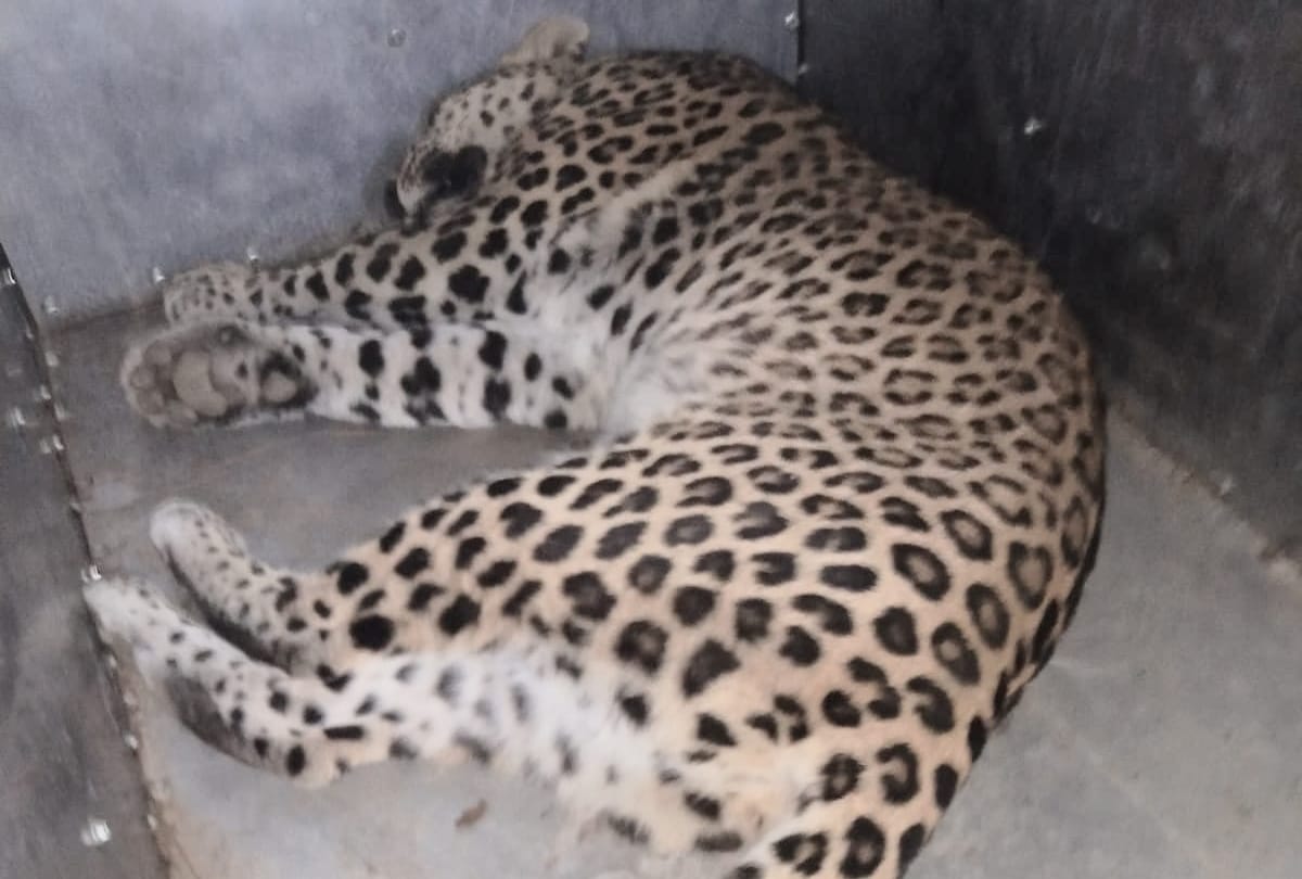 leopard gets trapped in cage in shimla kanlog himachal pradesh
