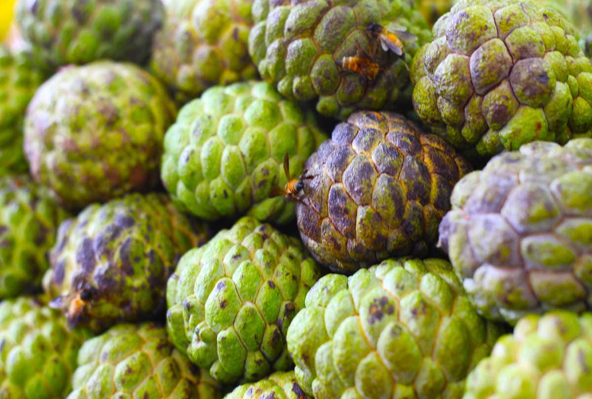 best fruits for overall health during winter season
