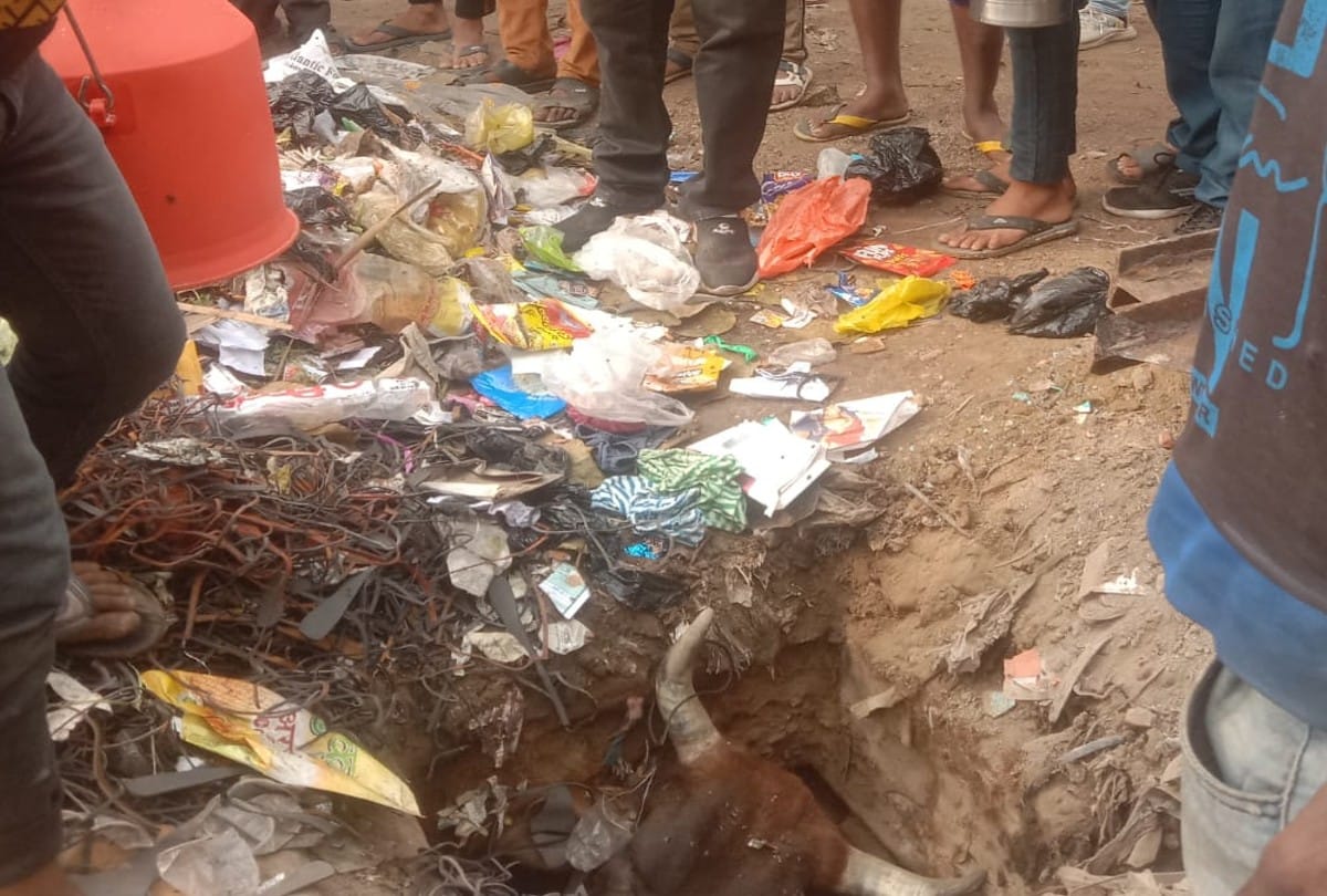 Cow fell in open manhole in Agra