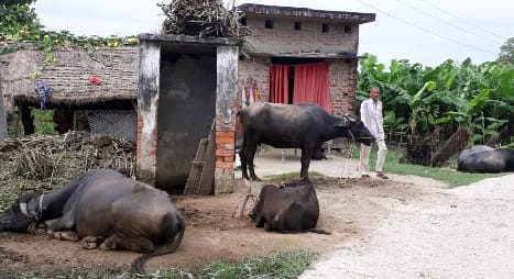 World Toilet Day: Somebody filled bricks in the toilet and some animal was tying it