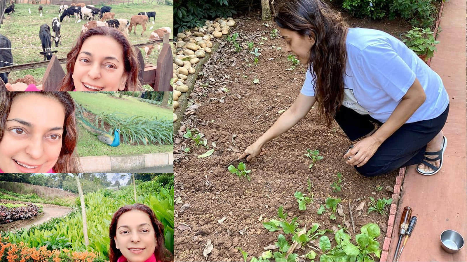 Farm Laws Repeal: Famous Bollywood actors Juhi chawla to Dharmendra, who have left acting and become farmers
