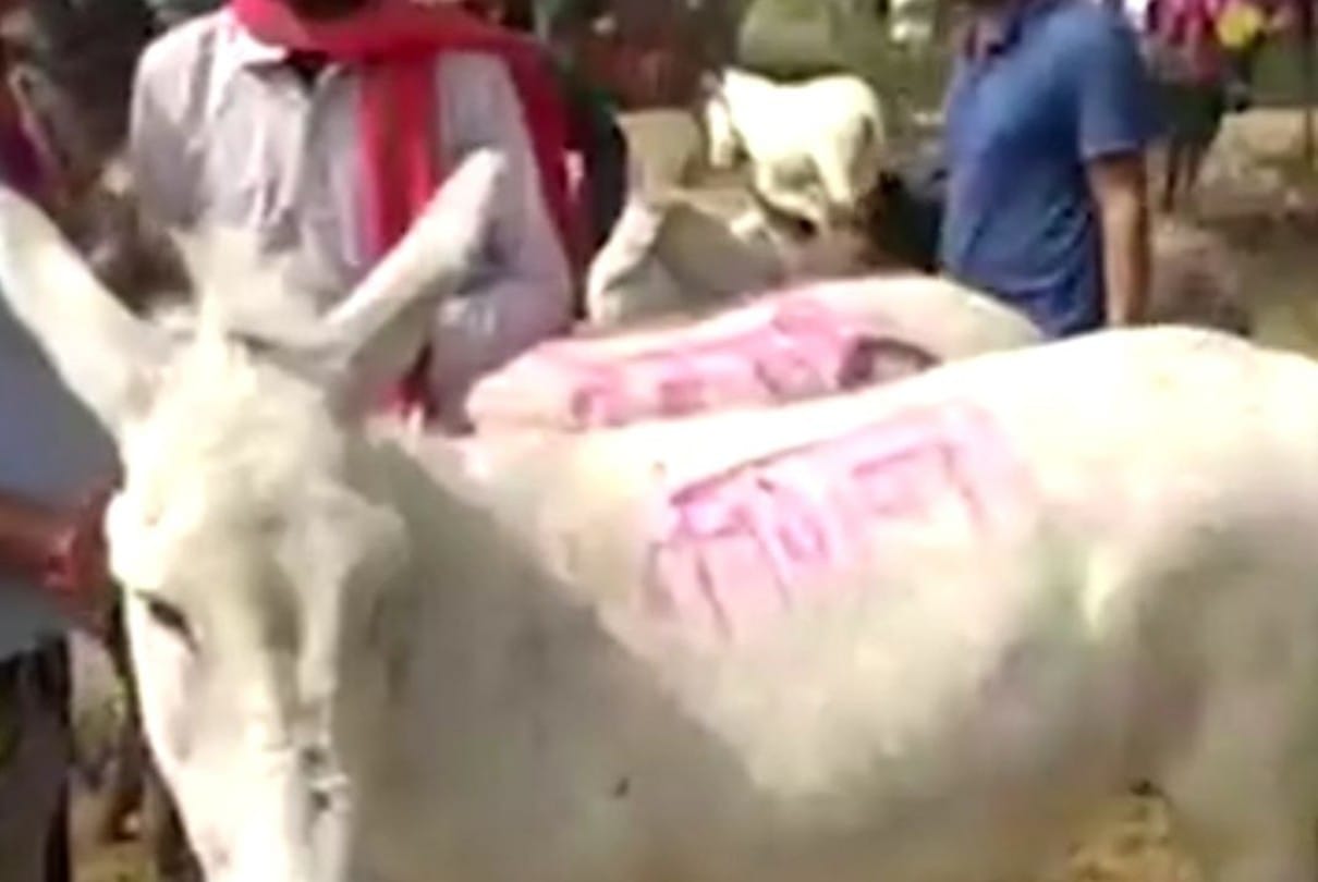 Donkeys Fair in Ujjain: Kangna and Aryan will carry bricks...both sold for 34 thousand...Vaccine cost 14 thousand. ,