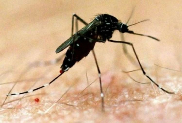 Dengue: अलीगढ़ में डेंगू का प्रकोप जारी, मिले पांच मरीज, निरोधात्मक कार्यवाही की