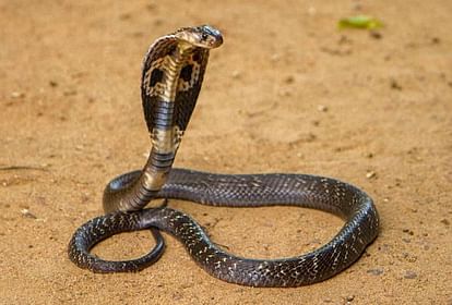 Snake Auspicious:यदि इस तरह दिखे सांप, तो समझ लीजिए आपको मिलने वाला है बड़ा  धन लाभ - Myths Snake Auspicious Inauspicious - Amar Ujala Hindi News Live