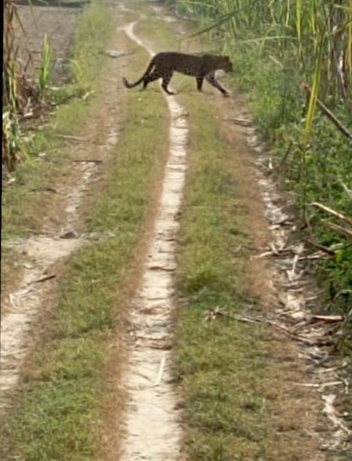 Panic due to the sighting of Guldar in village Mirzapur