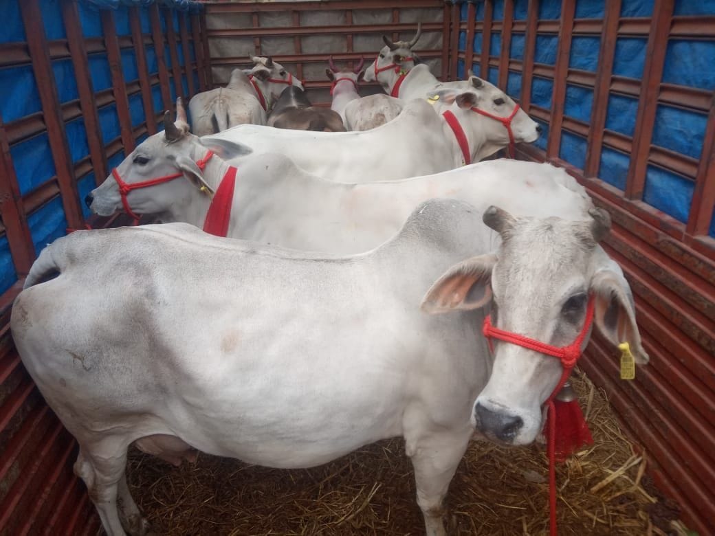Tell a member of the cow protection team that the animal trader was scuffled near the police station