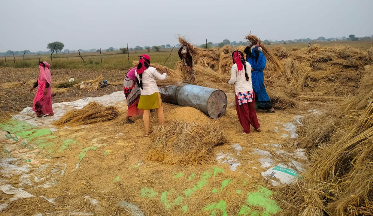 Paddy crop ruined due to weather