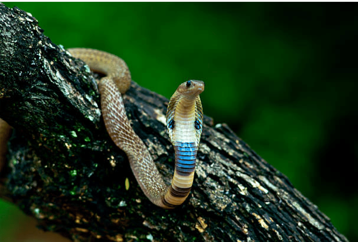 Dream in Sawan month seeing snake trishul damru nandi bail in dream in sawan month