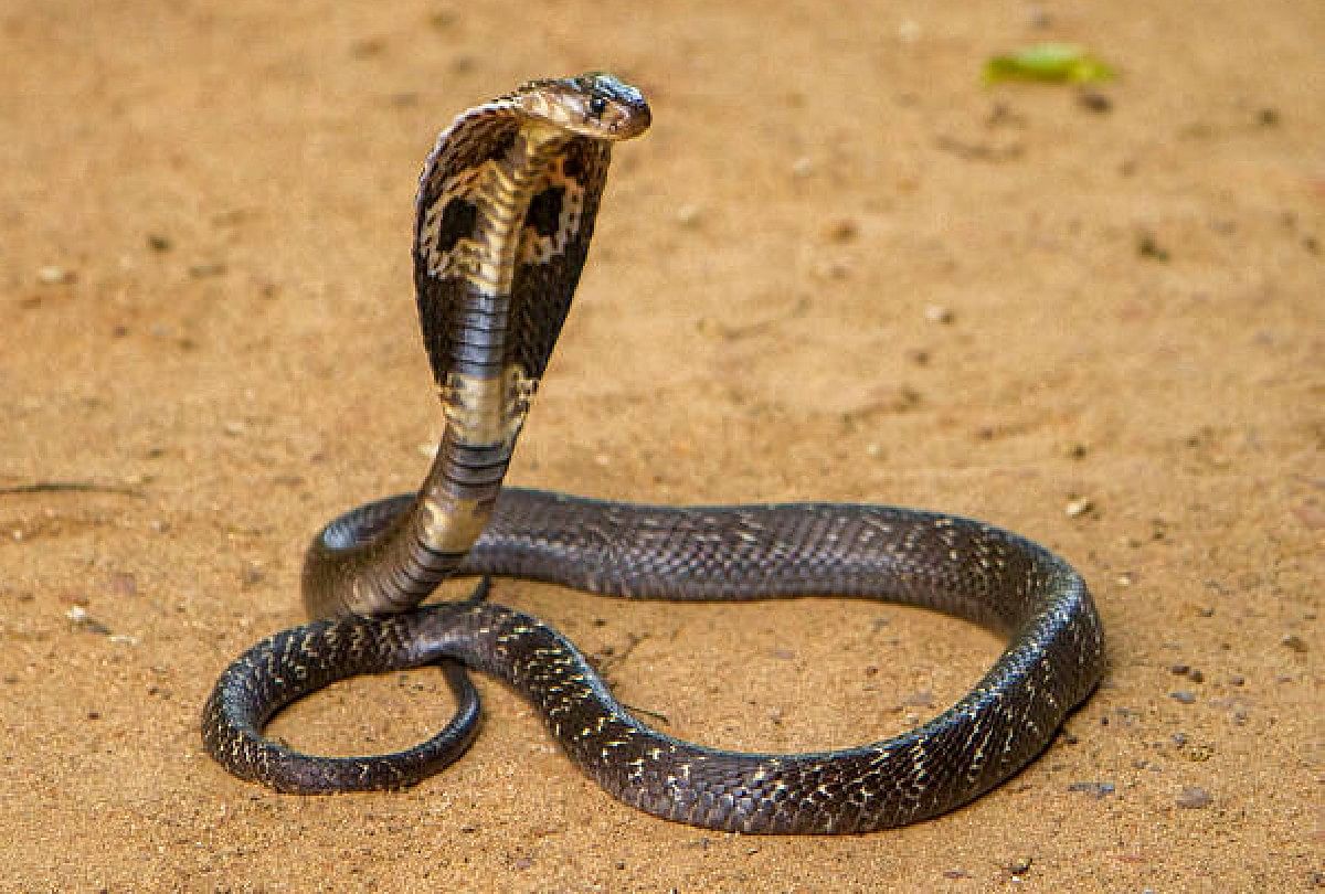 Knowledge News Why Do Snakes Dance After Listening To The Bean Know About  The Behind Truth - Amar Ujala Hindi News Live - अजब गजब:बीन की धुन सुनते ही  क्यों नाचने लगते