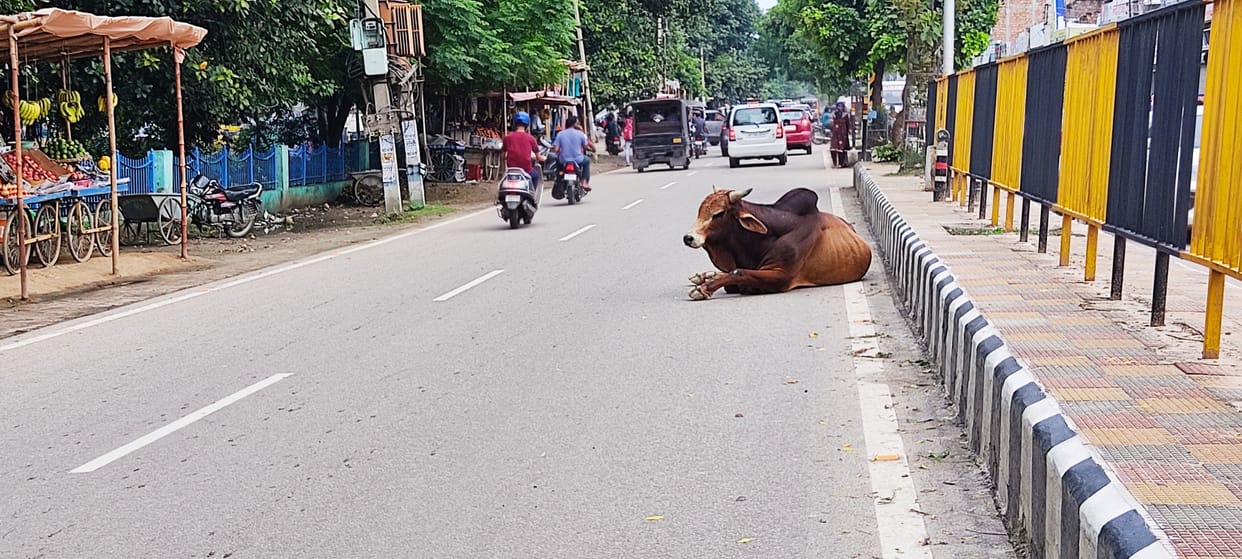 Nandishala refuses to take bulls and calves, campaign is closed for three days