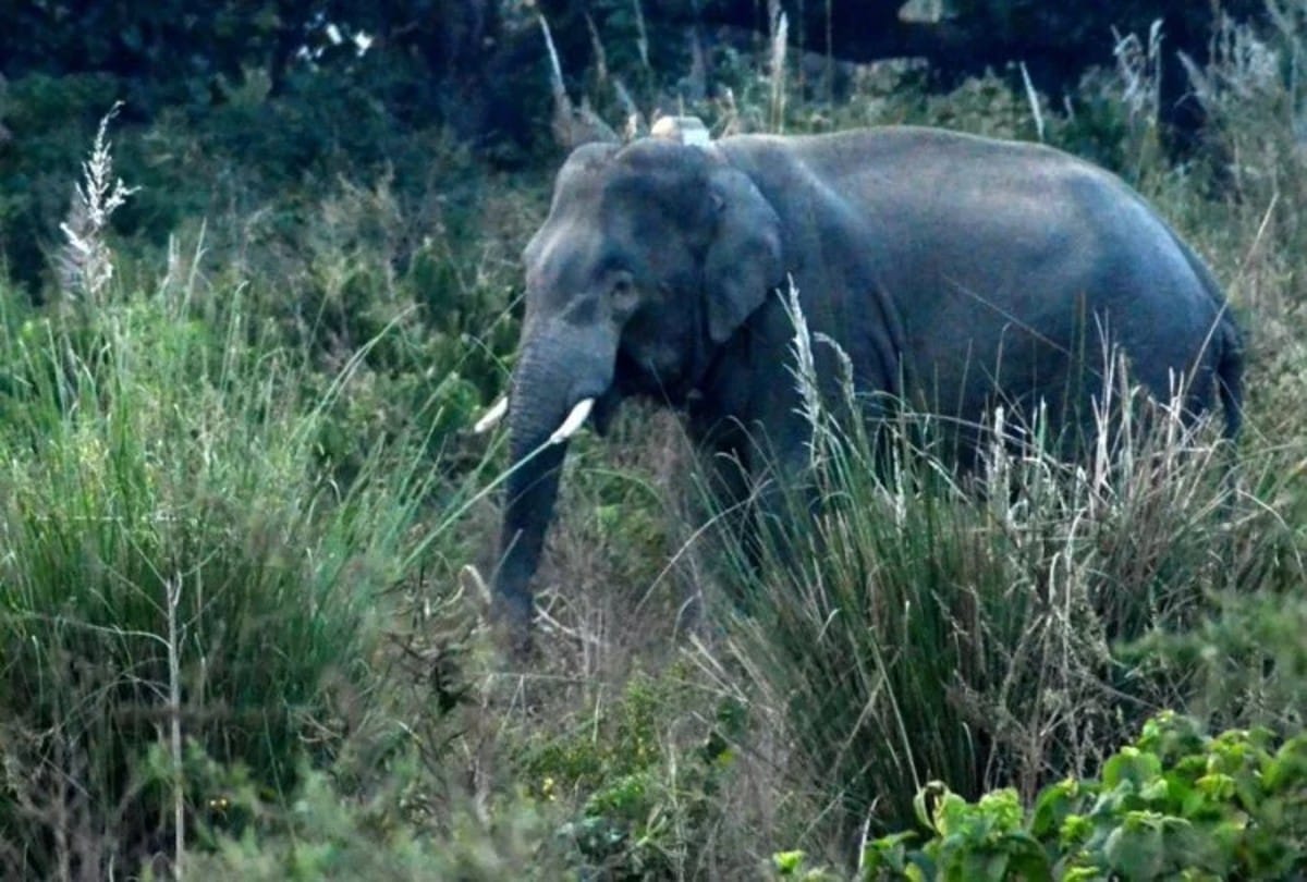 Elephants killed  young man on Chhattisgarh UP border sonebhadra people of  area in panic condition
