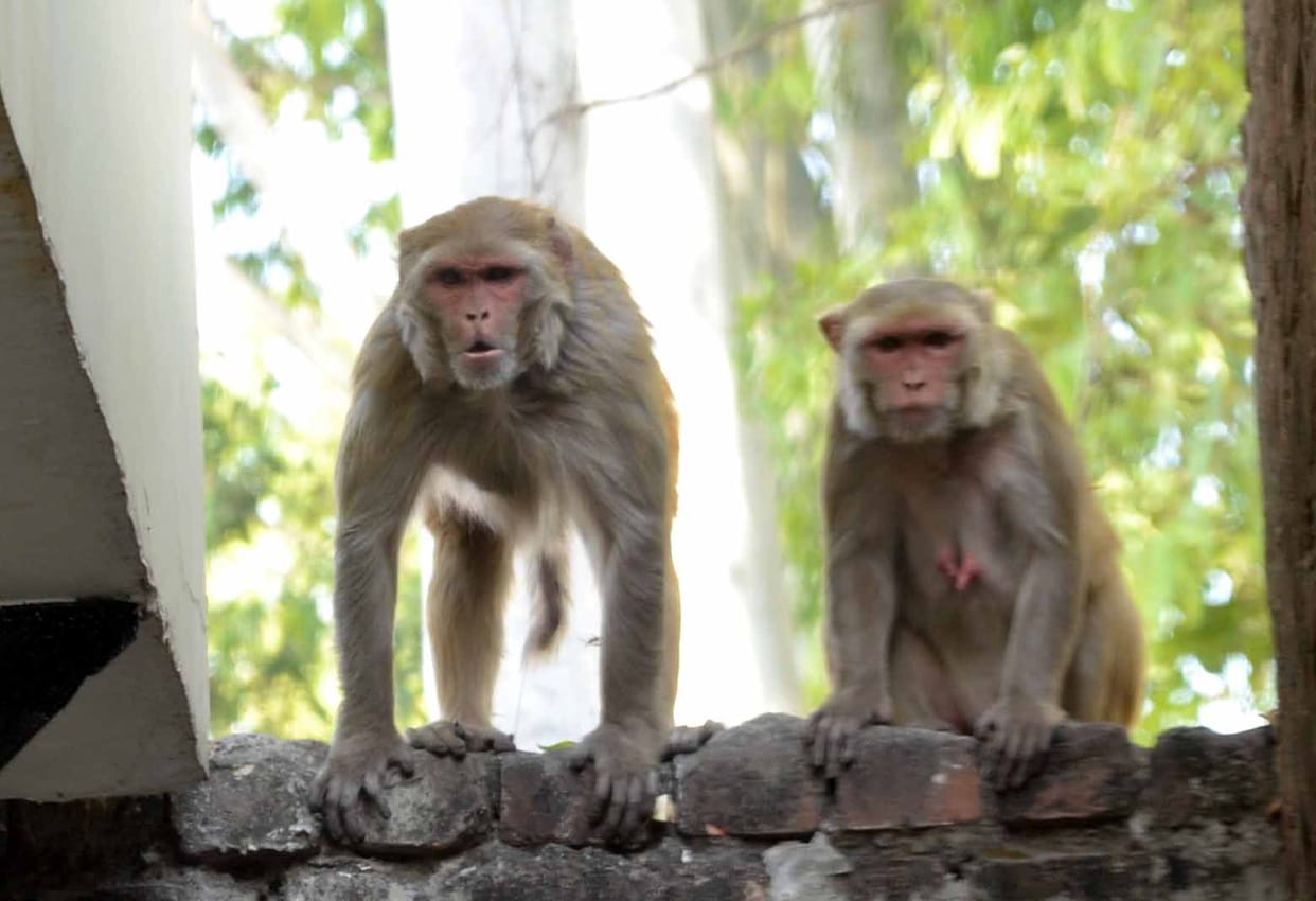 orphan monkey children have become support to each other After death of their mothers in Agra