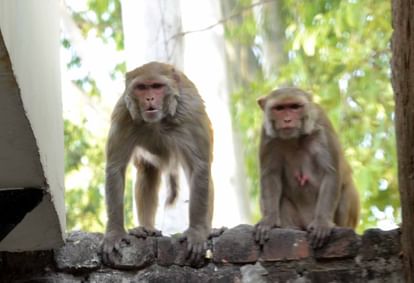 Agra: करंट लगने से हुई माताओं की मौत, बंदर के अनाथ बच्चे बने एक-दूसरे का सहारा; वाइल्ड लाइफ टीम कर रही देखभाल orphan monkey children have become support to each other After death of their mothers in Agra