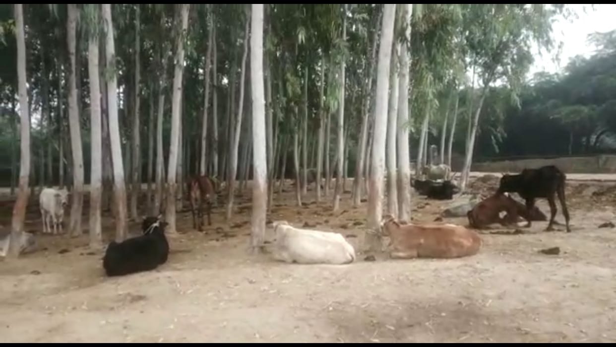 Cow dies in Khadakpur temporary cowshed, cattle getting weak due to lack of green fodder and living in the open