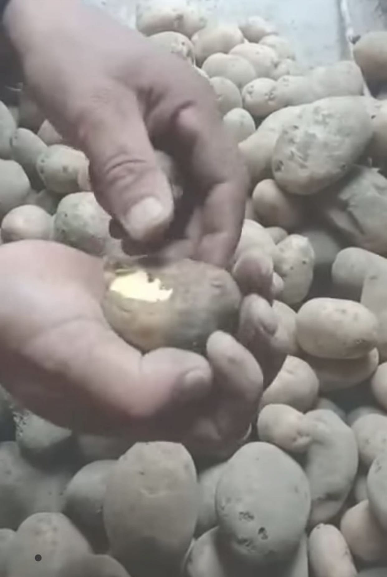 Potato seeds given to farmers damaged