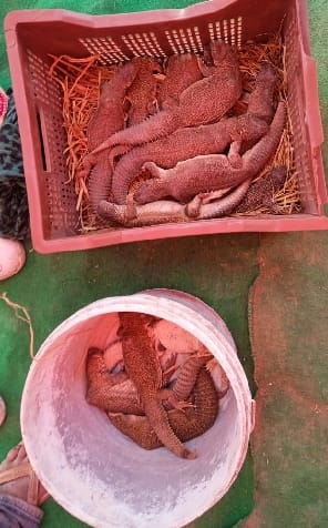 One caught selling oil by boiling beef in Chaubari fair