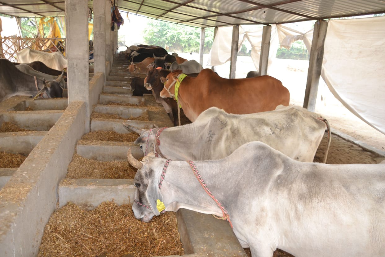 Dirt piles up in Kharagpur Gaushala, cows are eating dry fodder, becoming weak