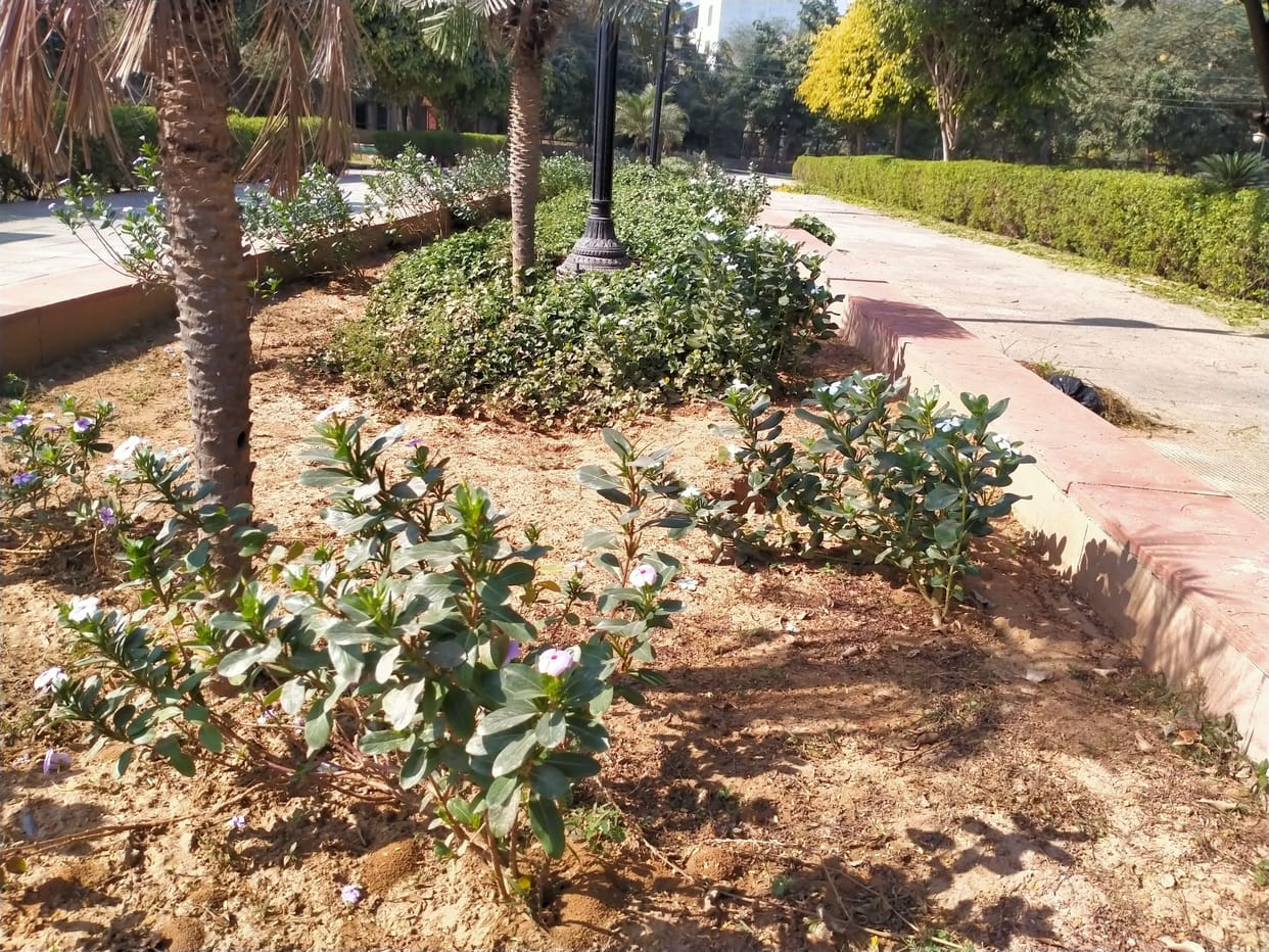 Tubewell damaged, park plants drying up