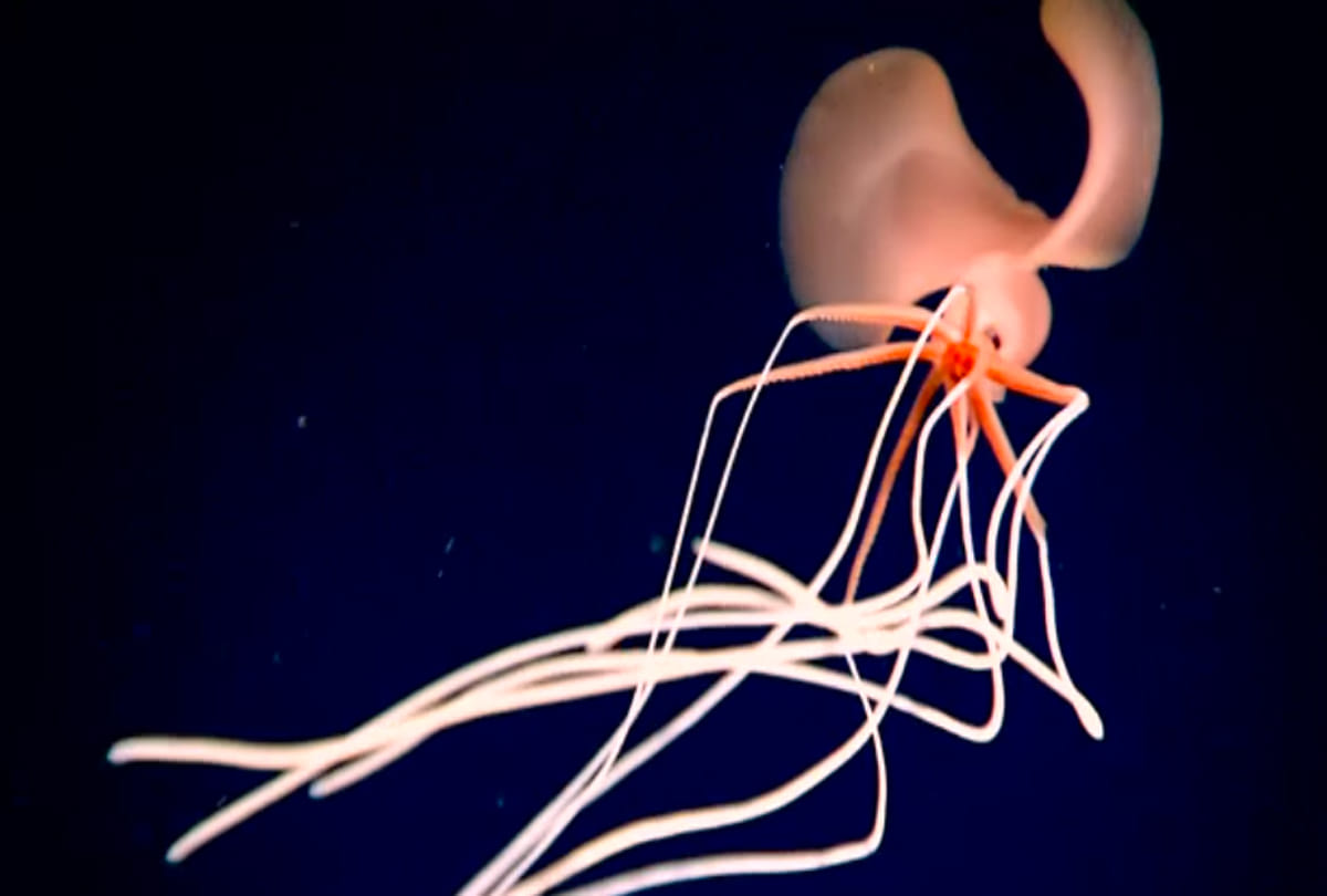 alien like squid gulf of mexico Even the scientists were surprised to see