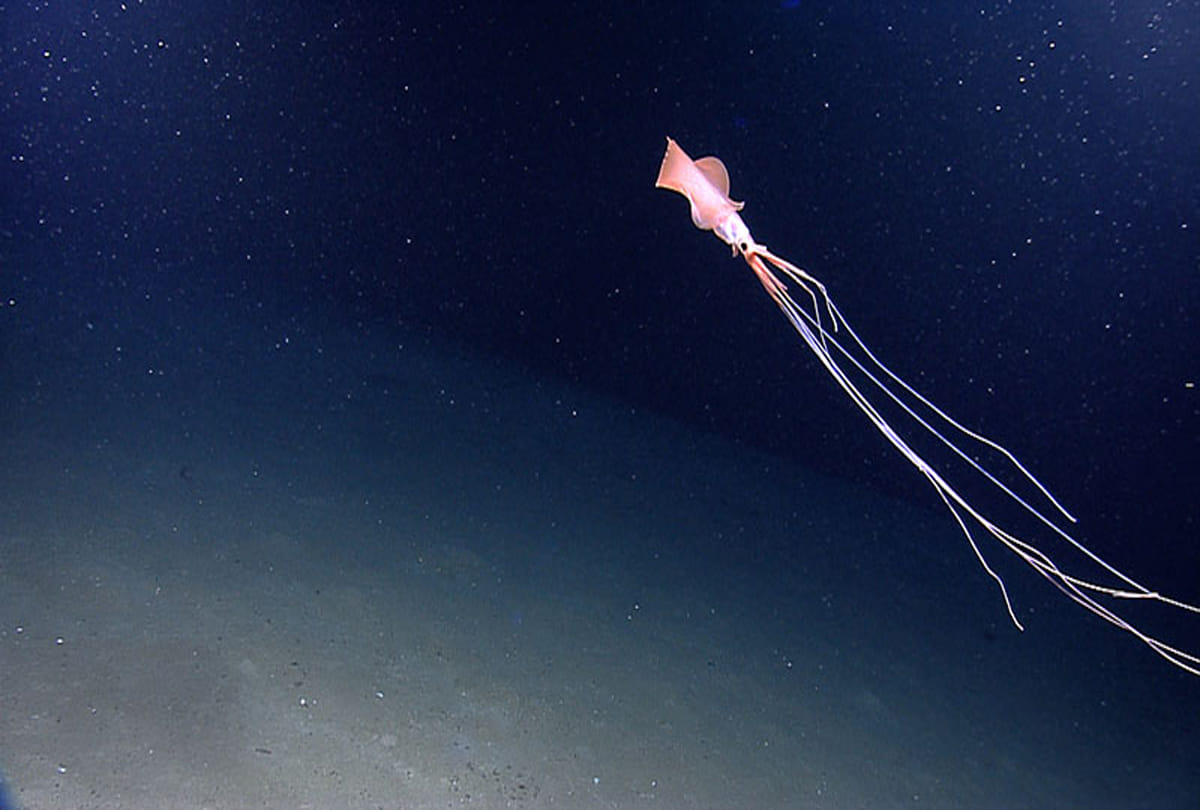 alien like squid gulf of mexico Even the scientists were surprised to see