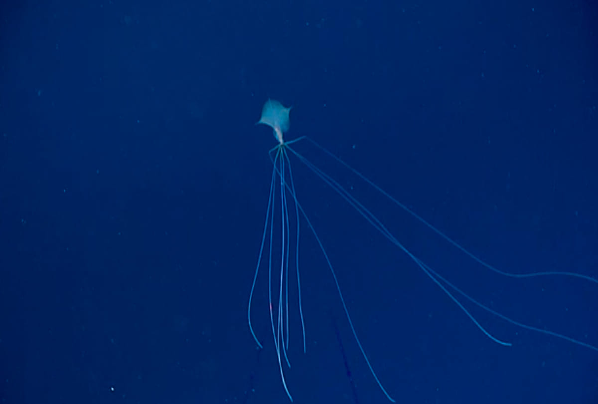 alien like squid gulf of mexico Even the scientists were surprised to see