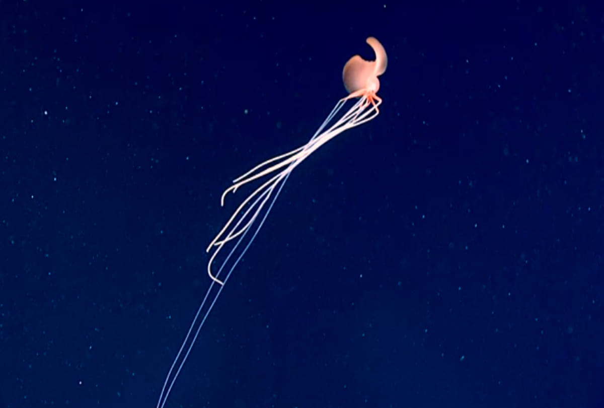 alien like squid gulf of mexico Even the scientists were surprised to see