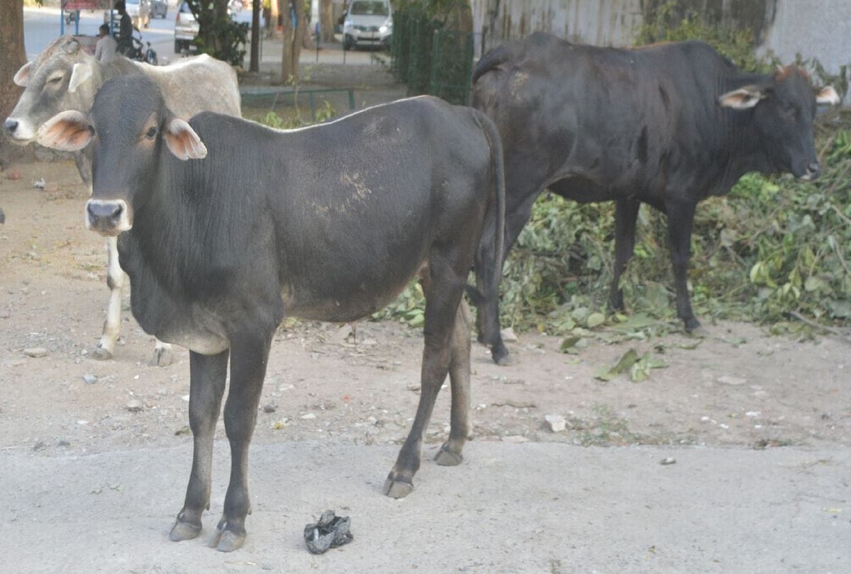Cows On Road Investigation Goshala Agra News
