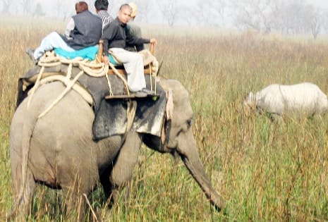 Tourists confused about rhinoceros sighting in Dudhwa