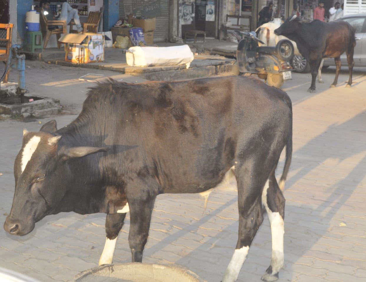 Unable to get free cows