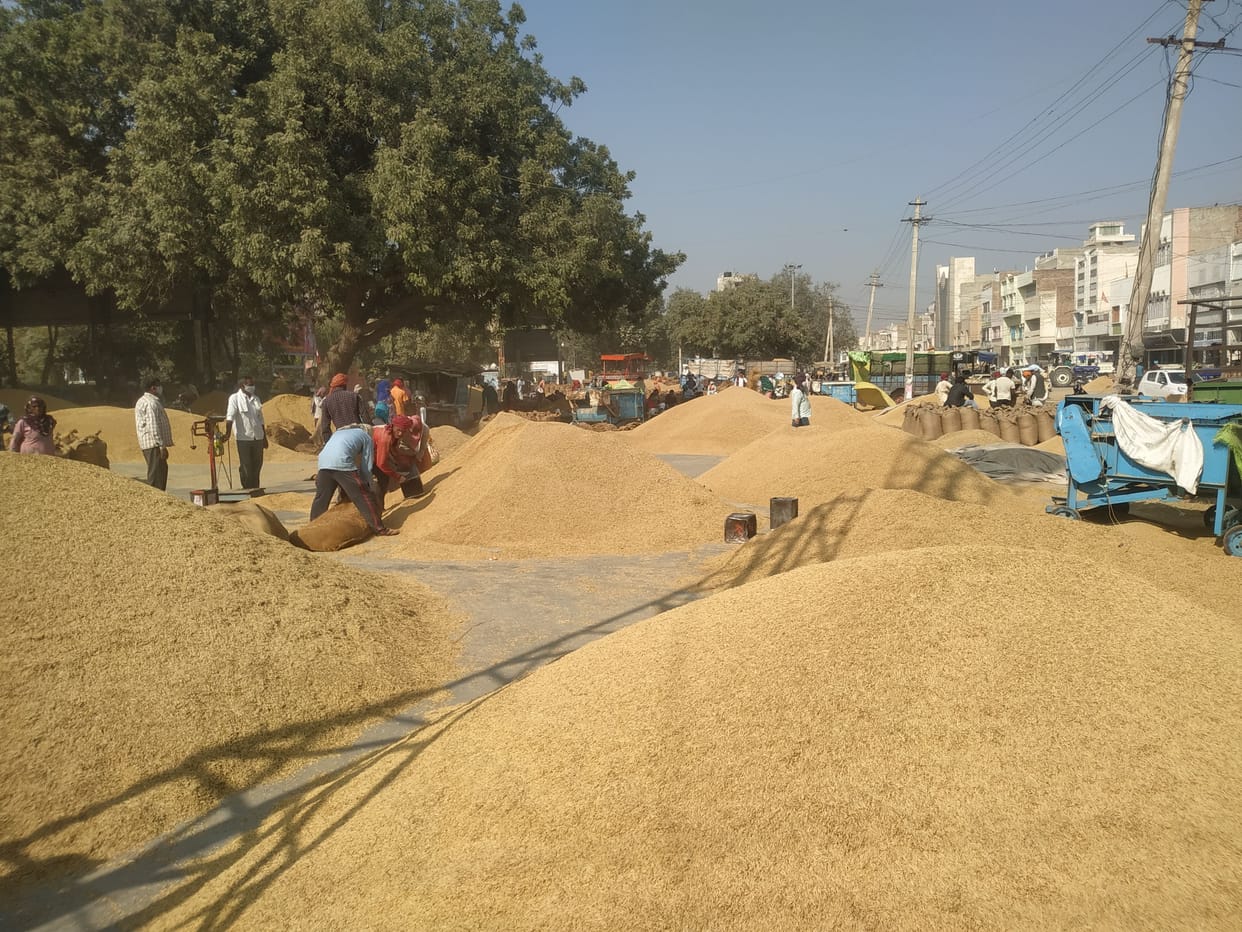Sirsa market opened after two days, 946 farmers reached to sell paddy
