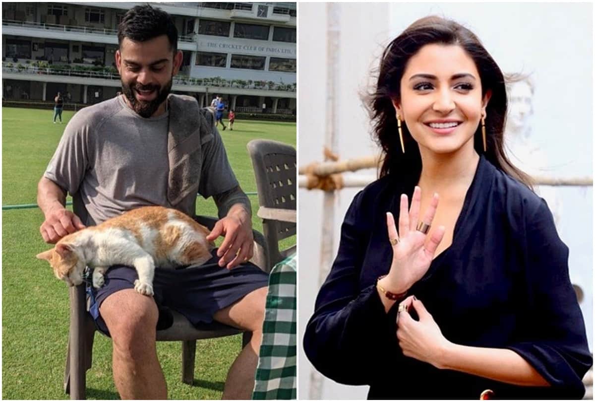 Social media: Virat Kohli calls wife Anushka Sharma a cat users are giving such reaction