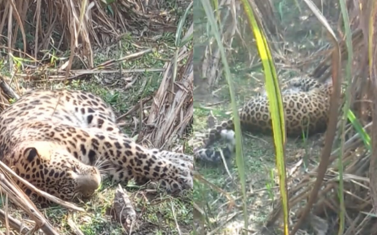 Meerut: Leopard found in ill condition in farmers field
