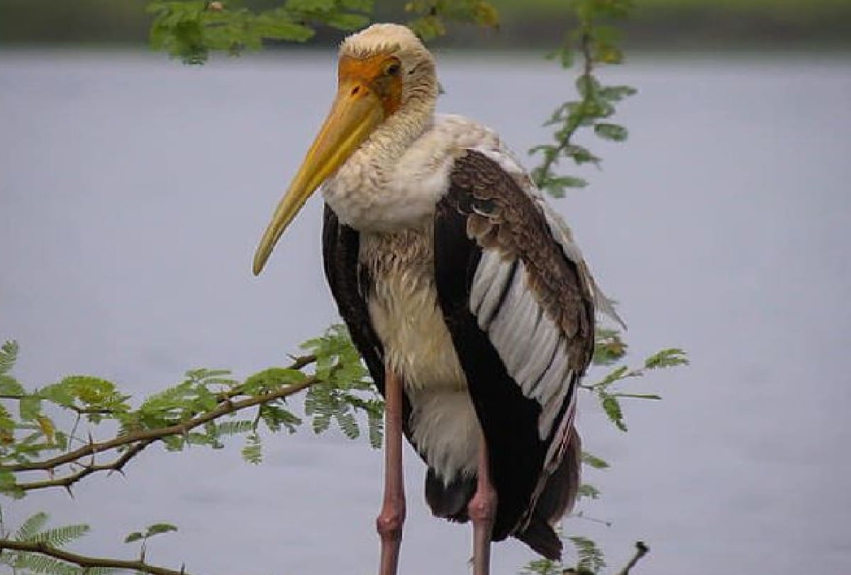 Migratory Birds painted stork and brown headed gull  spotted in yamuna chambal river