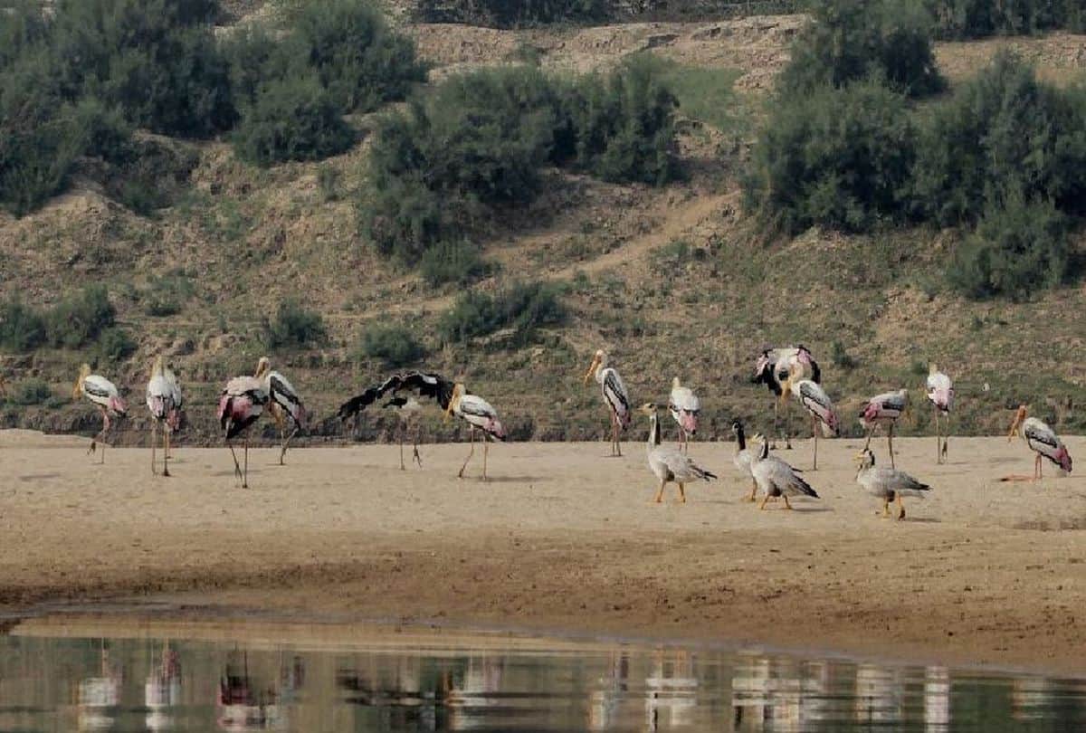 Migratory Birds Whistling Teal Spotted In Chambal River