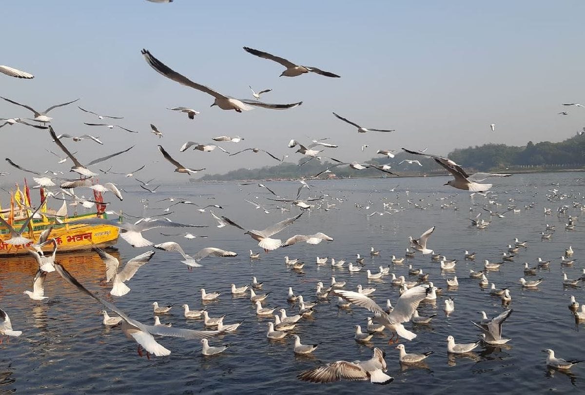 Migratory Birds painted stork and brown headed gull  spotted in yamuna chambal river