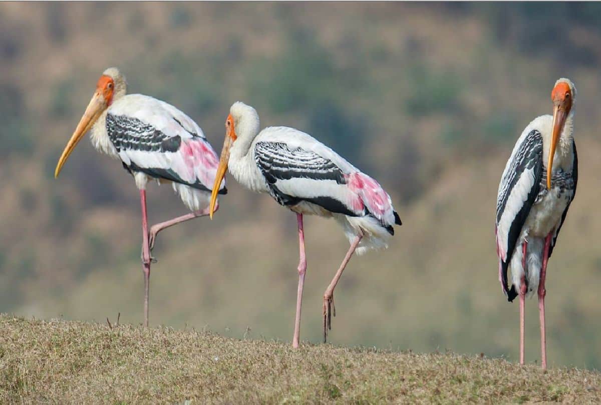 Migratory Birds painted stork and brown headed gull  spotted in yamuna chambal river