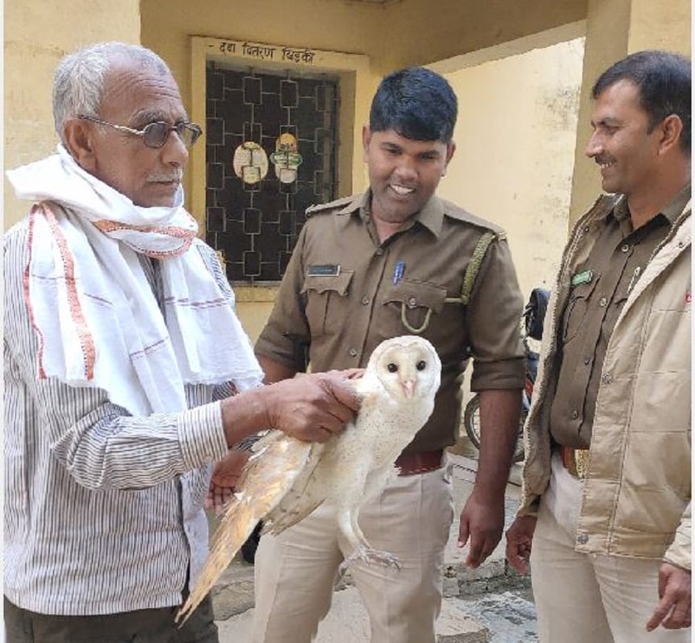 White owl of an extinct species found injured in mirzapur