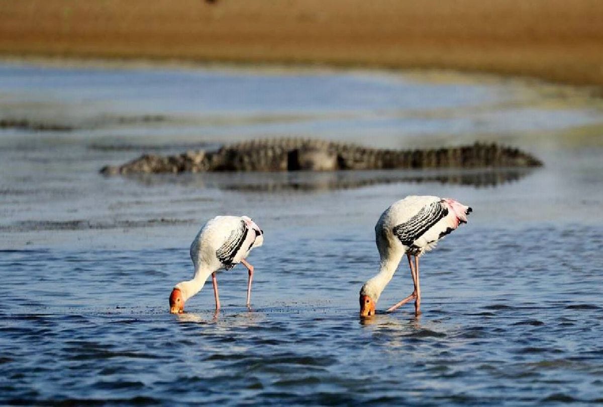 Migratory Birds painted stork and brown headed gull  spotted in yamuna chambal river