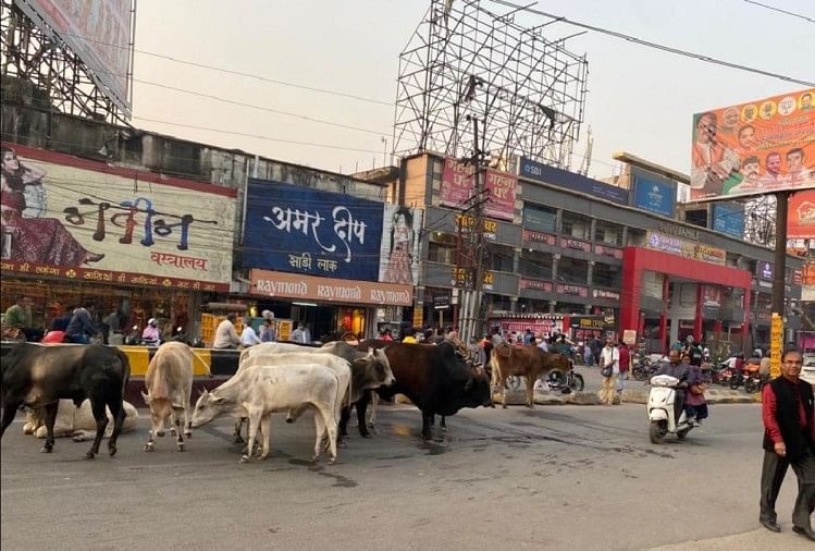 यूपी में छुट्टा पशुओं से मिलेगी राहत: खेतों के चारों ओर लगाए जाएंगे करंट वाले तार, पर नहीं होगी पशु की मौत