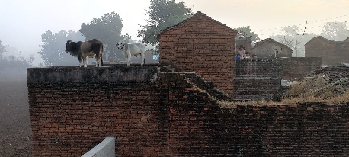 anna animal reach to roof