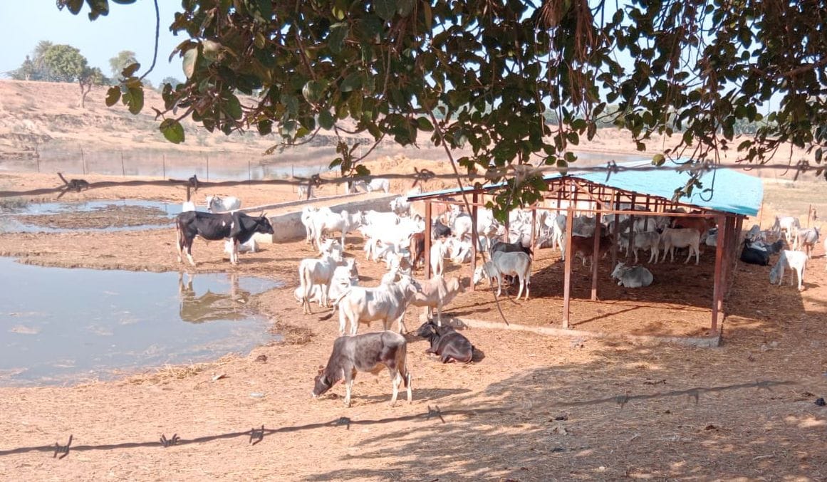 Cattle upset due to water logging in Gaushala