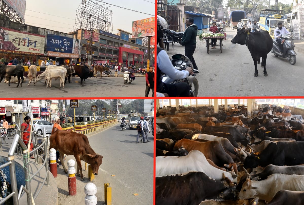 Gorakhpur Kanha Upvan Full Trouble due to animals on road in Gorakhpur