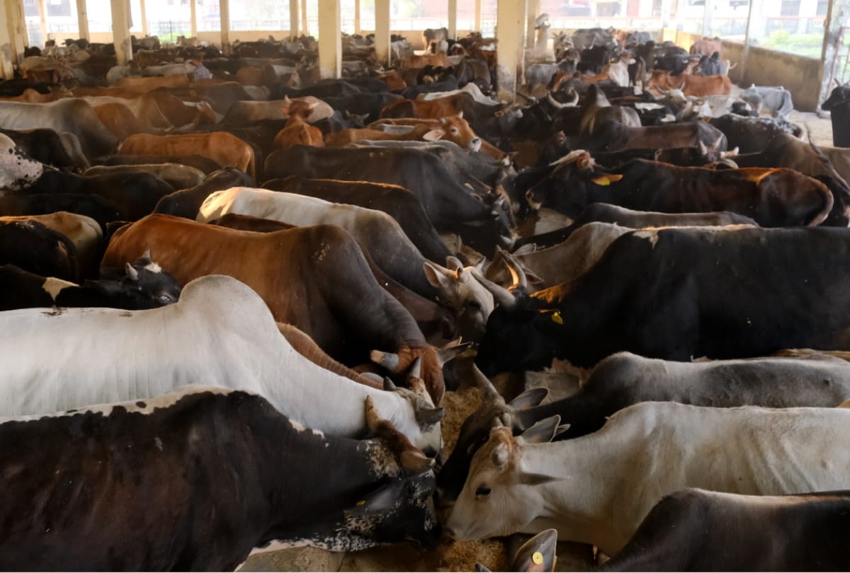 Gorakhpur Kanha Upvan Full Trouble due to animals on road in Gorakhpur