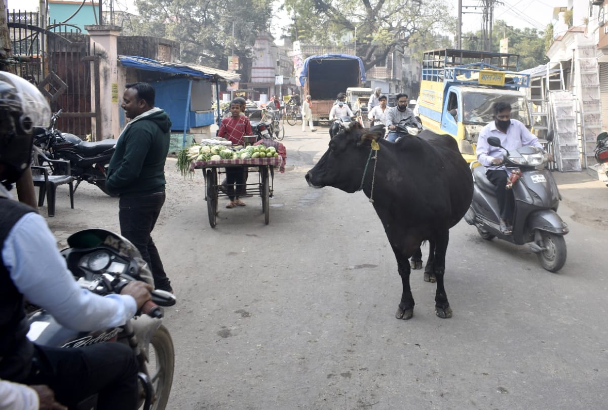 Gorakhpur Kanha Upvan Full Trouble due to animals on road in Gorakhpur