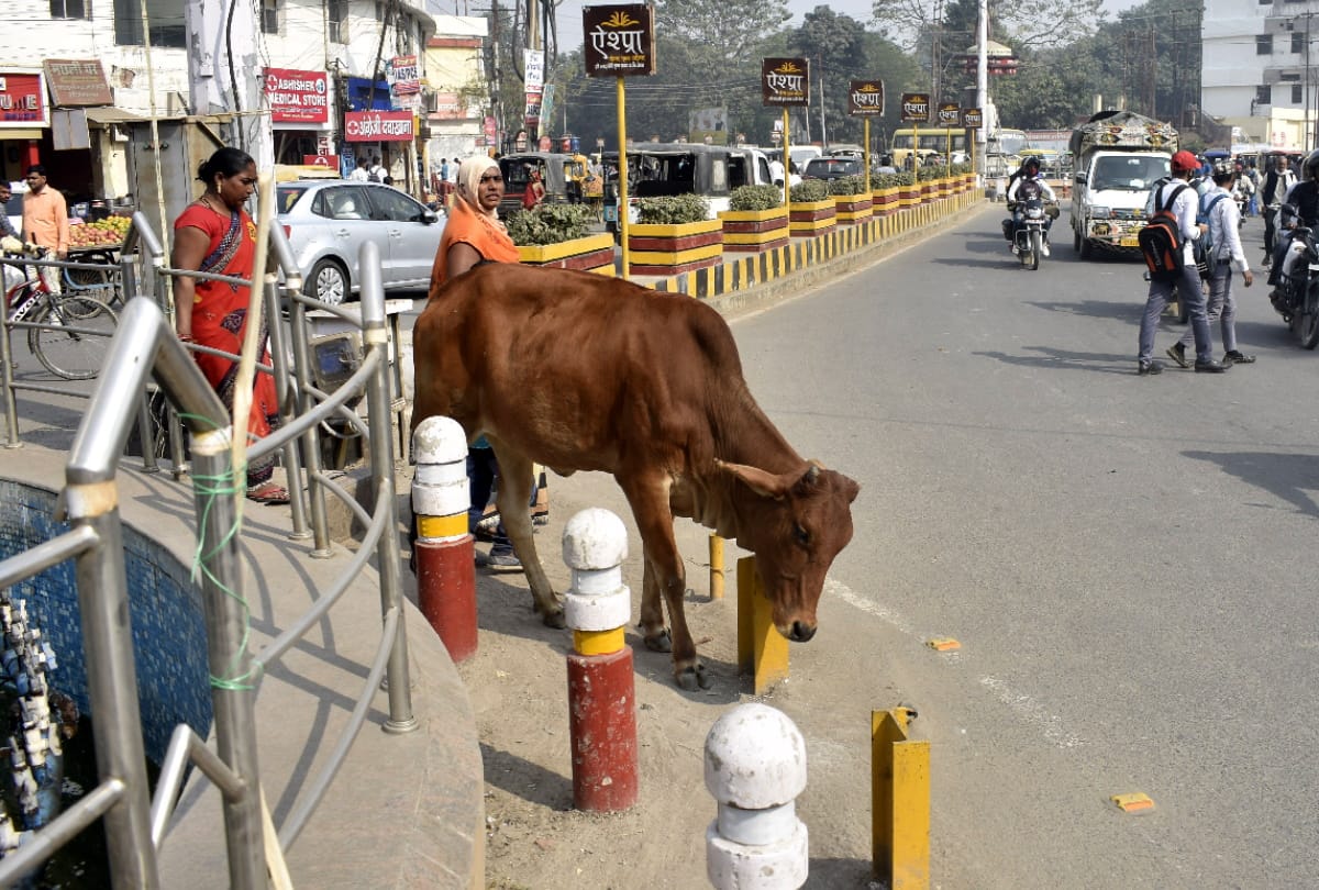 Uttarakhand news: Ambulance for animals will also start soon For the first time in state